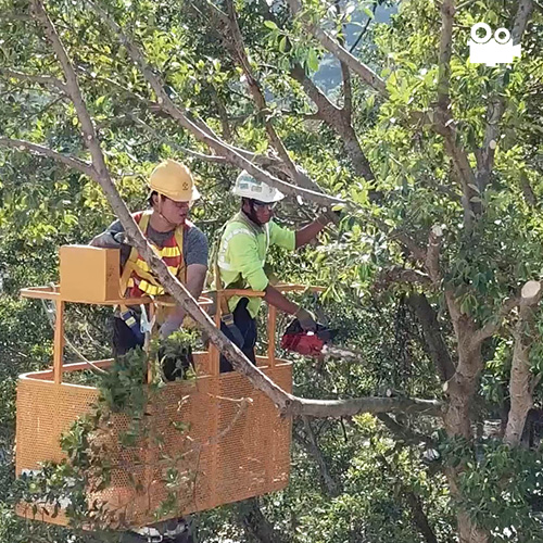 Gammon Tree Transplant Video